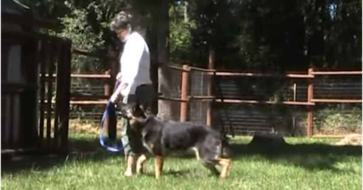 Featured image for “Polite Walking w/ High Rate of Reinforcement Part 2 of 3”