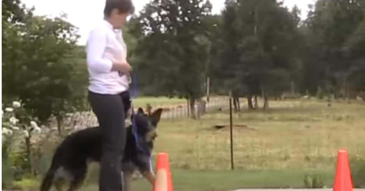 Featured image for “Polite Walking w/ High Rate of Reinforcement Part 3 of 3”