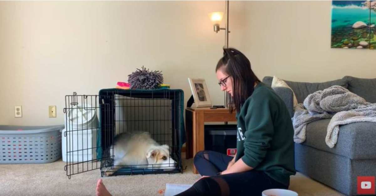 Featured image for “Crate Training-Relaxing in the Crate”