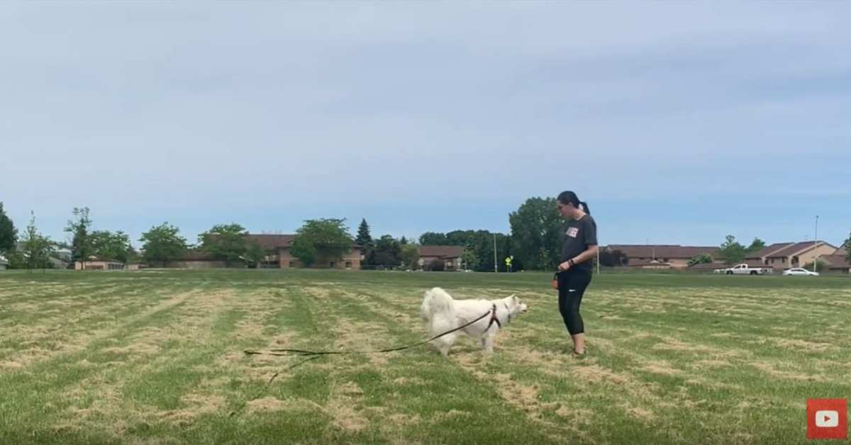 Featured image for “Recall Training- Giving Attention Outside”