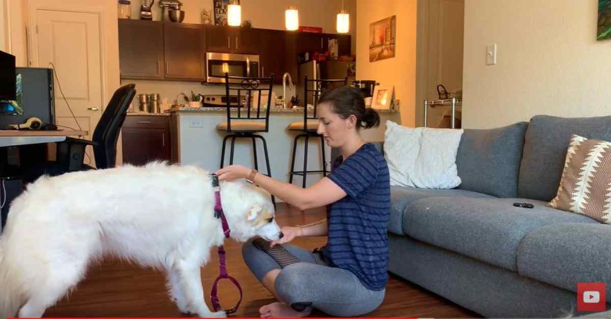 Featured image for “Harness Training Your Dog”