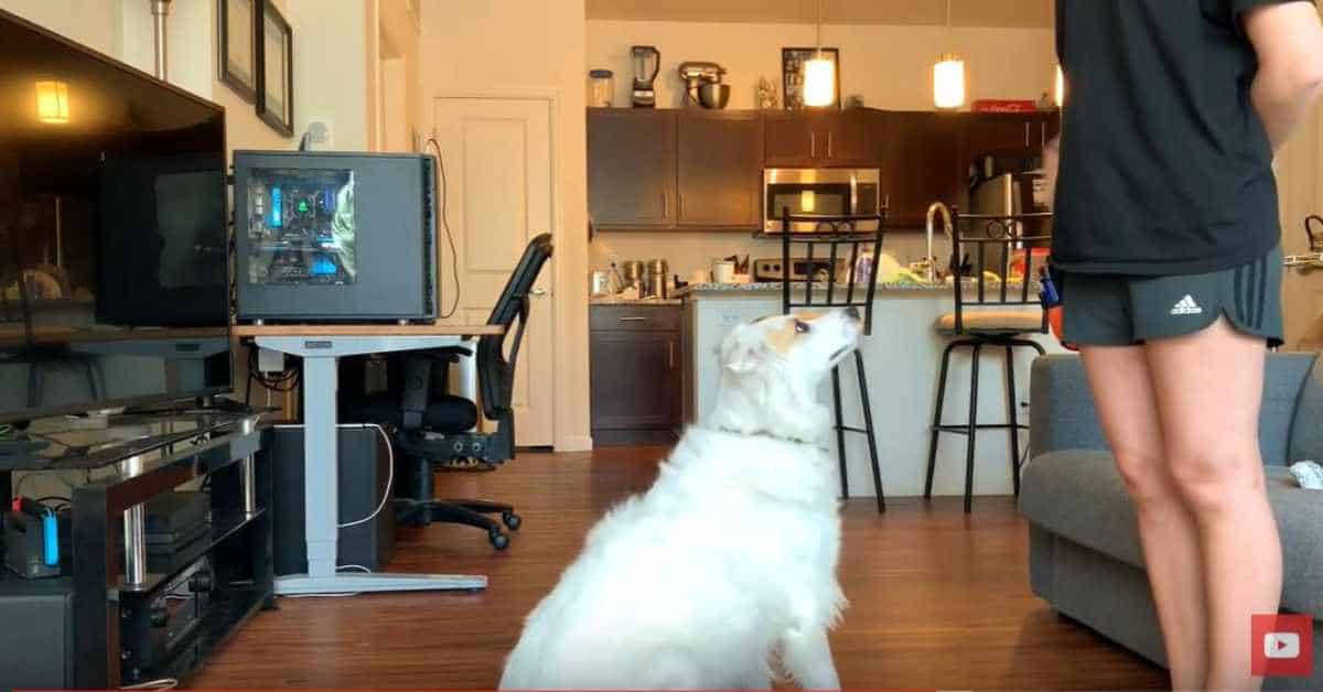 Featured image for “How to Teach Your Dog Sit, Down, and Stand”