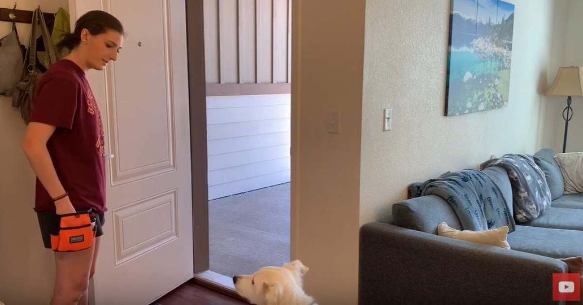 Featured image for “How to Train Your Dog to STOP Running Out the Front Door”