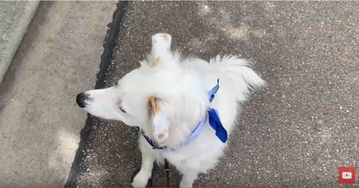 Featured image for “How to Stop Your Dog From Lunging and Barking-Reactive Dog”