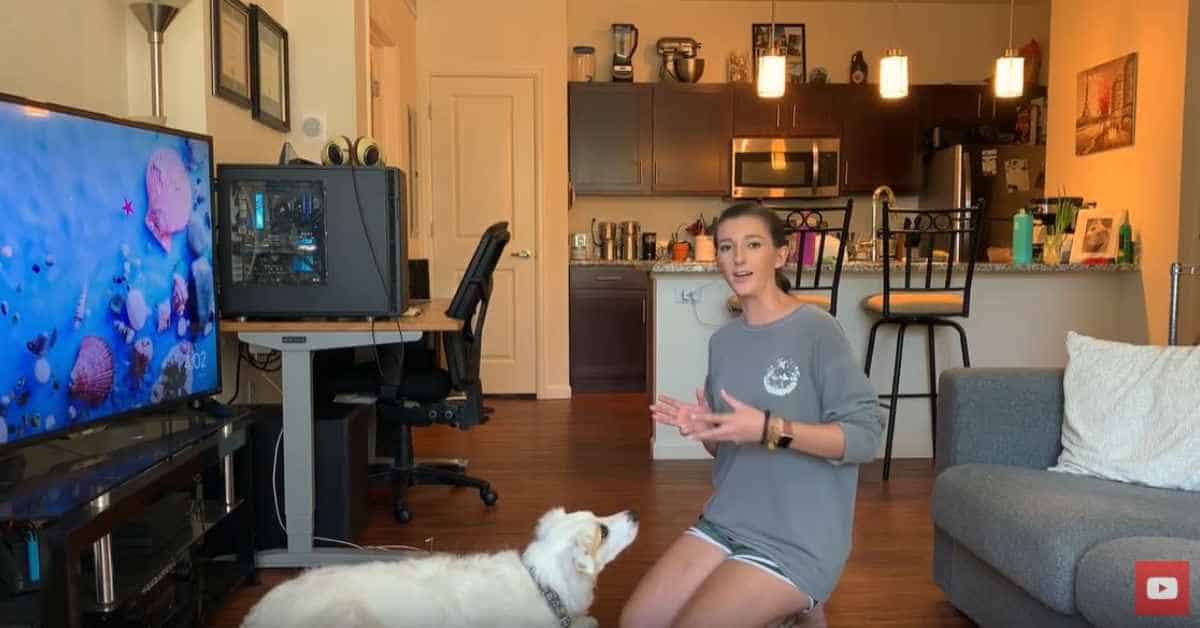 Featured image for “Teaching Targeting-Nose Touch”