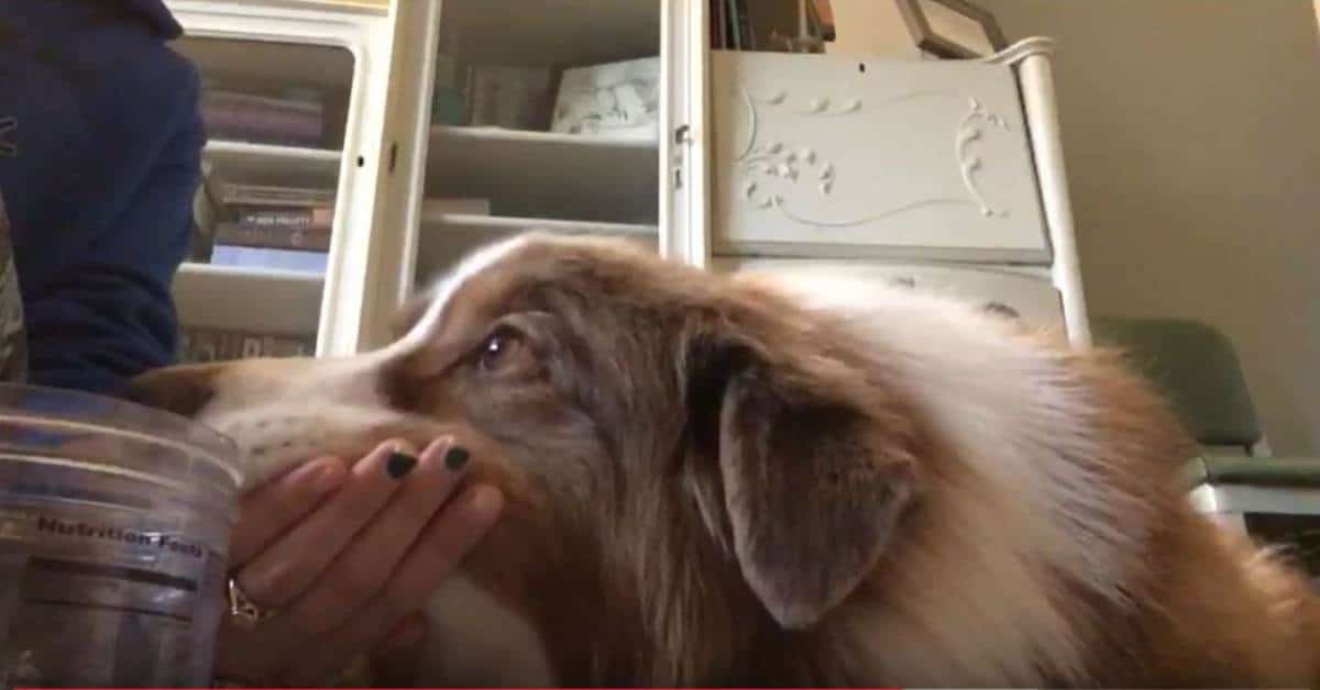 Featured image for “Chin Rest- Cooperative Care- Dog Training”