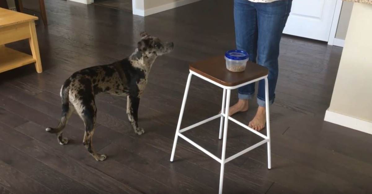 Featured image for “Smell Chicken Find Person Game- Dog Training- Foundations of Teaching Leave It”