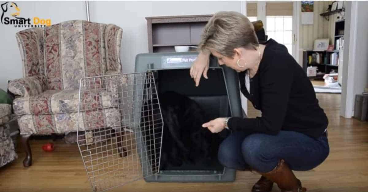 Featured image for “How to Crate Train Your Dog”