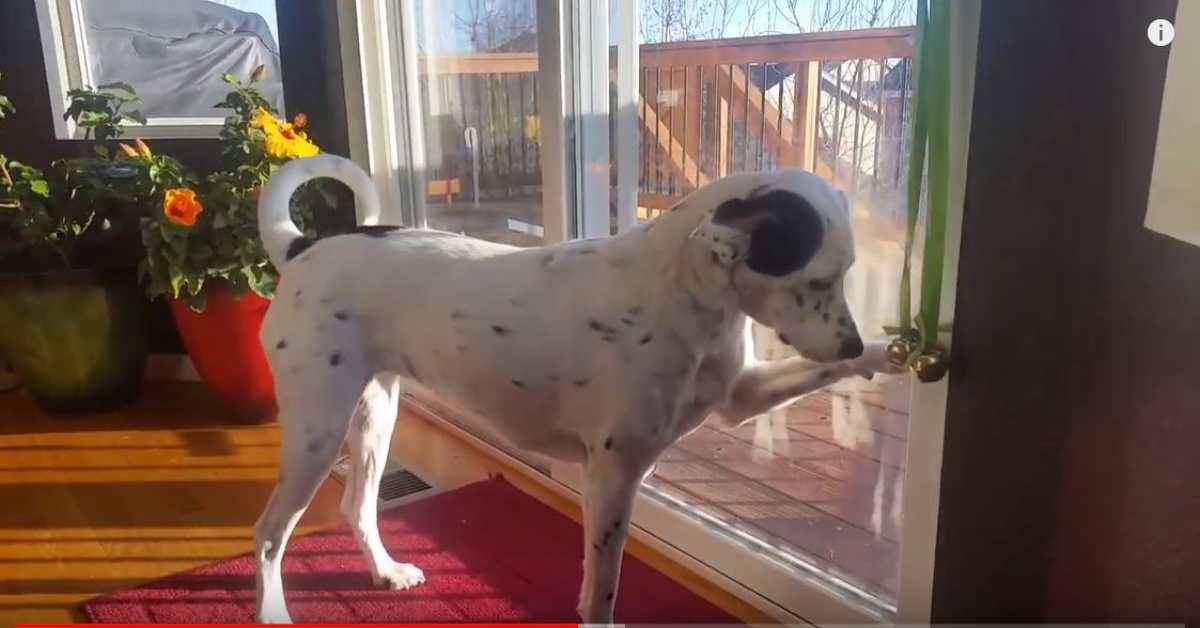 Featured image for “Hand Targeting- Teach a New Trick!”