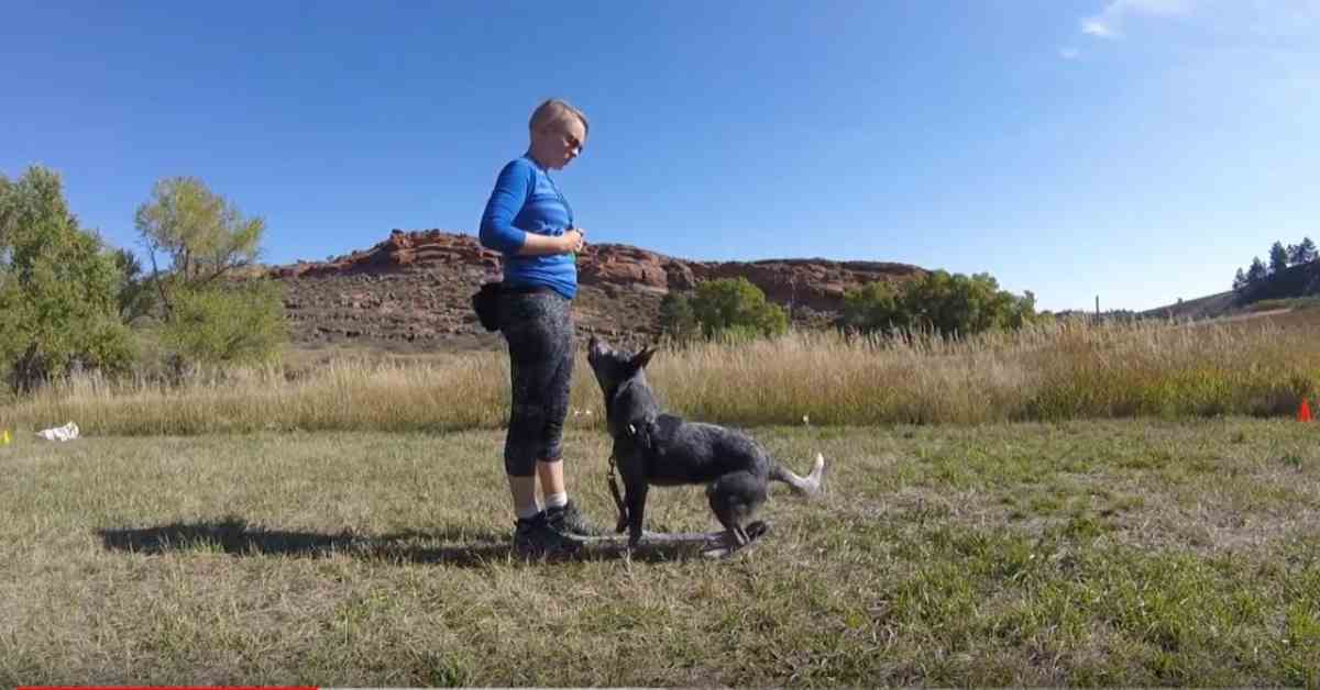 Featured image for “Sit- Adding the Cue”