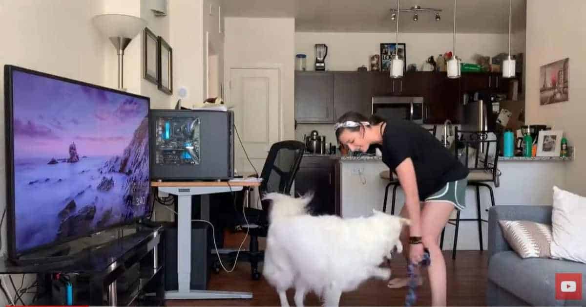 Featured image for “Teach Your Dog to Drop It”