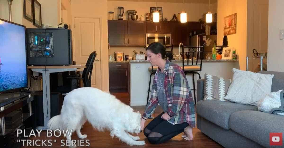 Featured image for “How to Teach BOW – Dog Tricks Series”