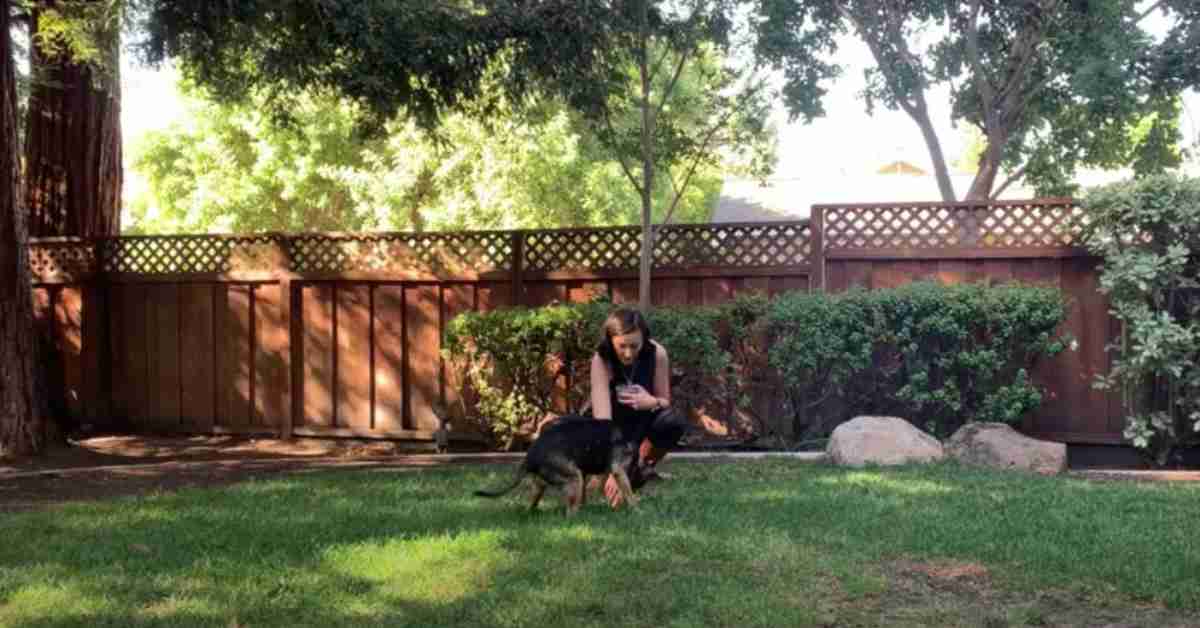 Featured image for “Training Your Older Dog – Hand Cues”