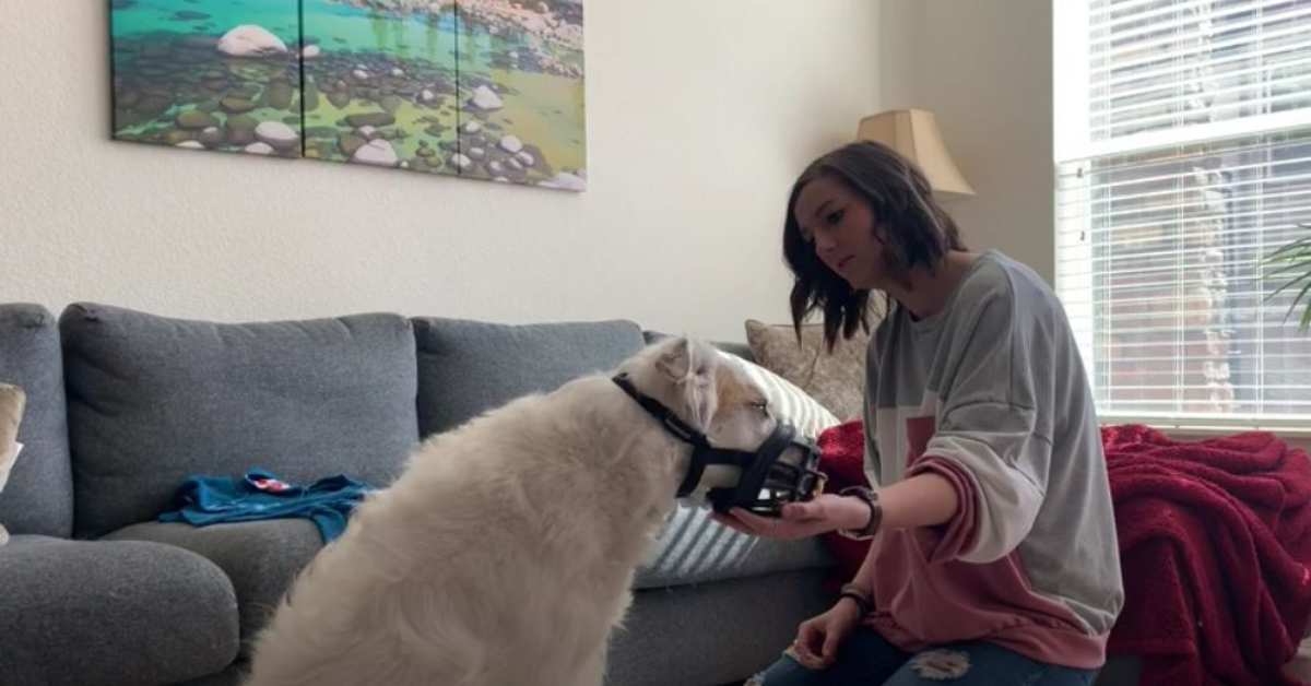 Featured image for “Training Your Dog to Wear a Muzzle”