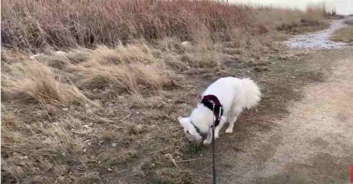 Featured image for “Brain Games for Dogs – Enrichment Sniffy Walk”