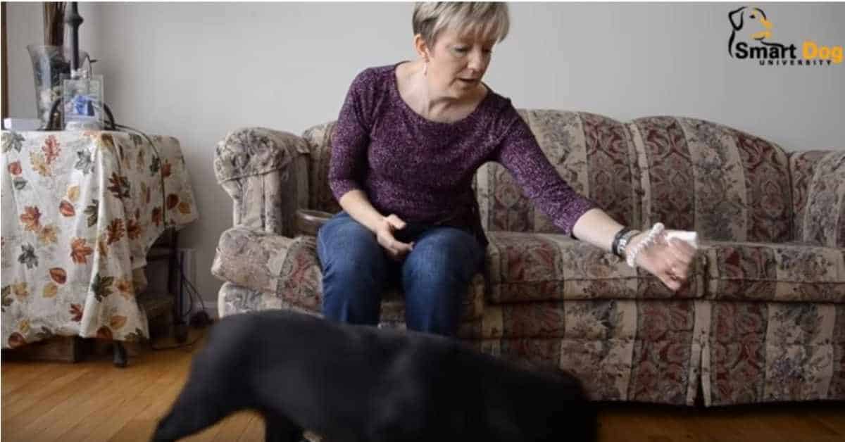 Featured image for “How to Teach Your Dog to Settle Down”