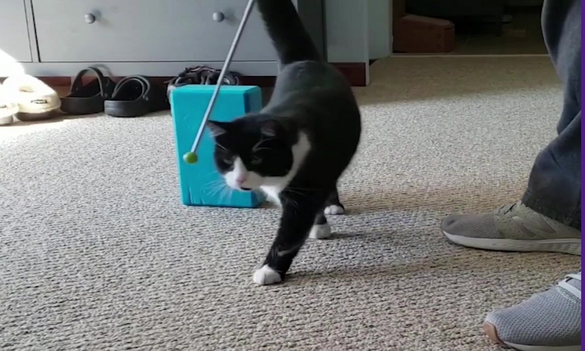 Featured image for “Teach Your Cat to Follow a Target”