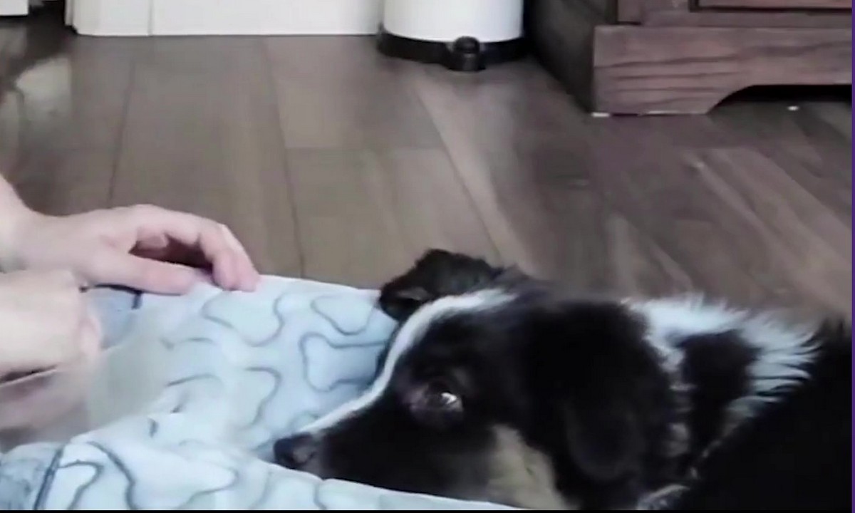 Featured image for “Cooperative Care for Puppies”