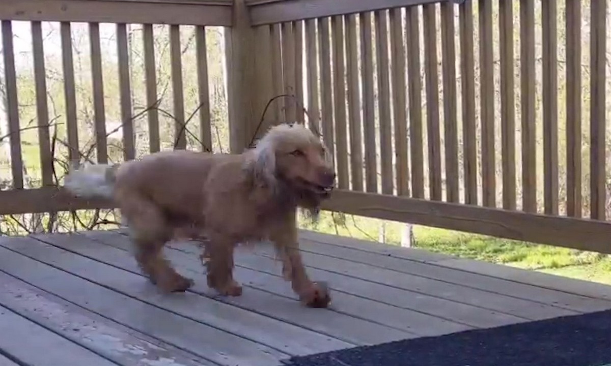 Featured image for “Teach Your Dog to Find Your Keys”