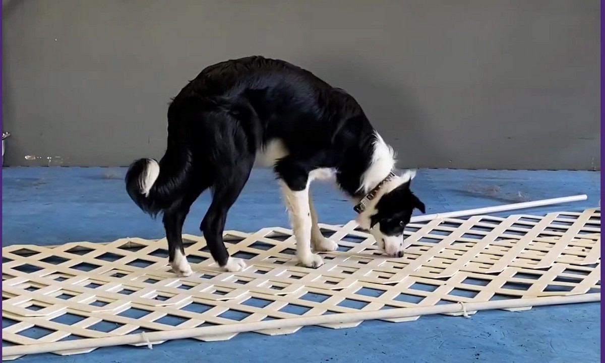 Featured image for “Teach Your Dog to Be Comfortable on Novel Surfaces”