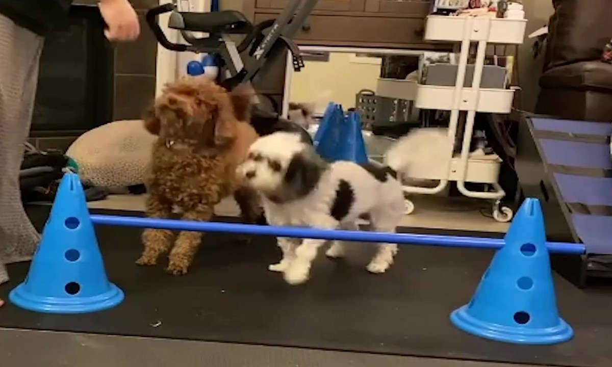 Featured image for “Teaching a Jump”