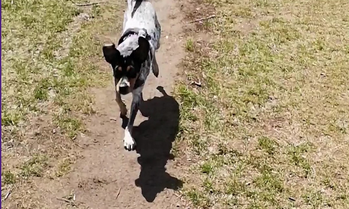 Featured image for “Voluntary Check-In and Recall”