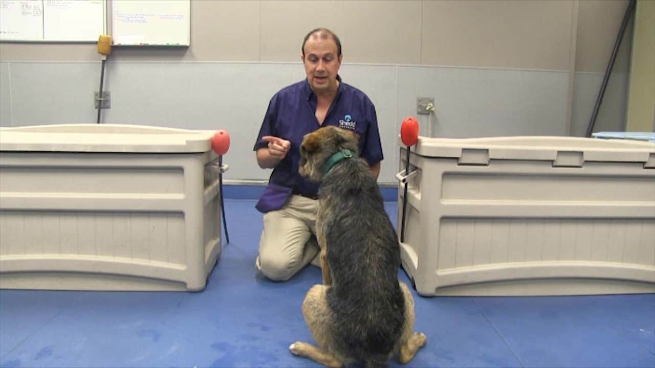 Featured image for “Teach Your Dog Left and Right”