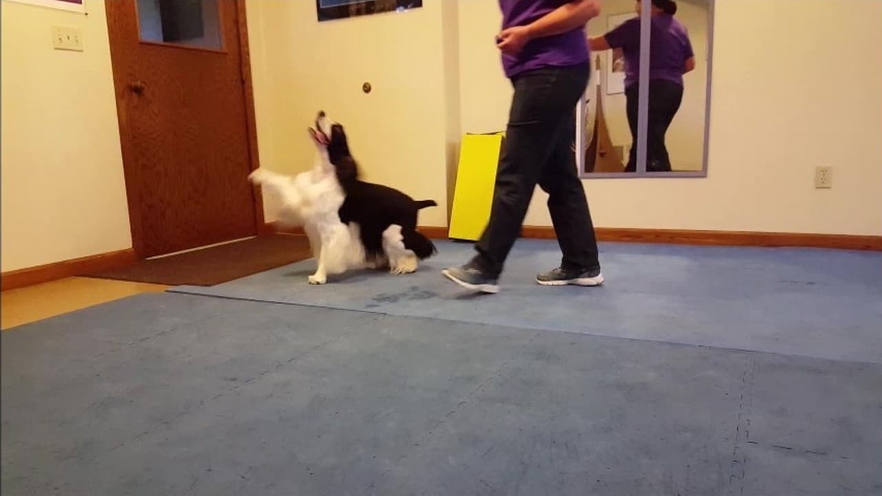 Featured image for “Michele Pouliot and Deja Demonstrate Prance Ahead”