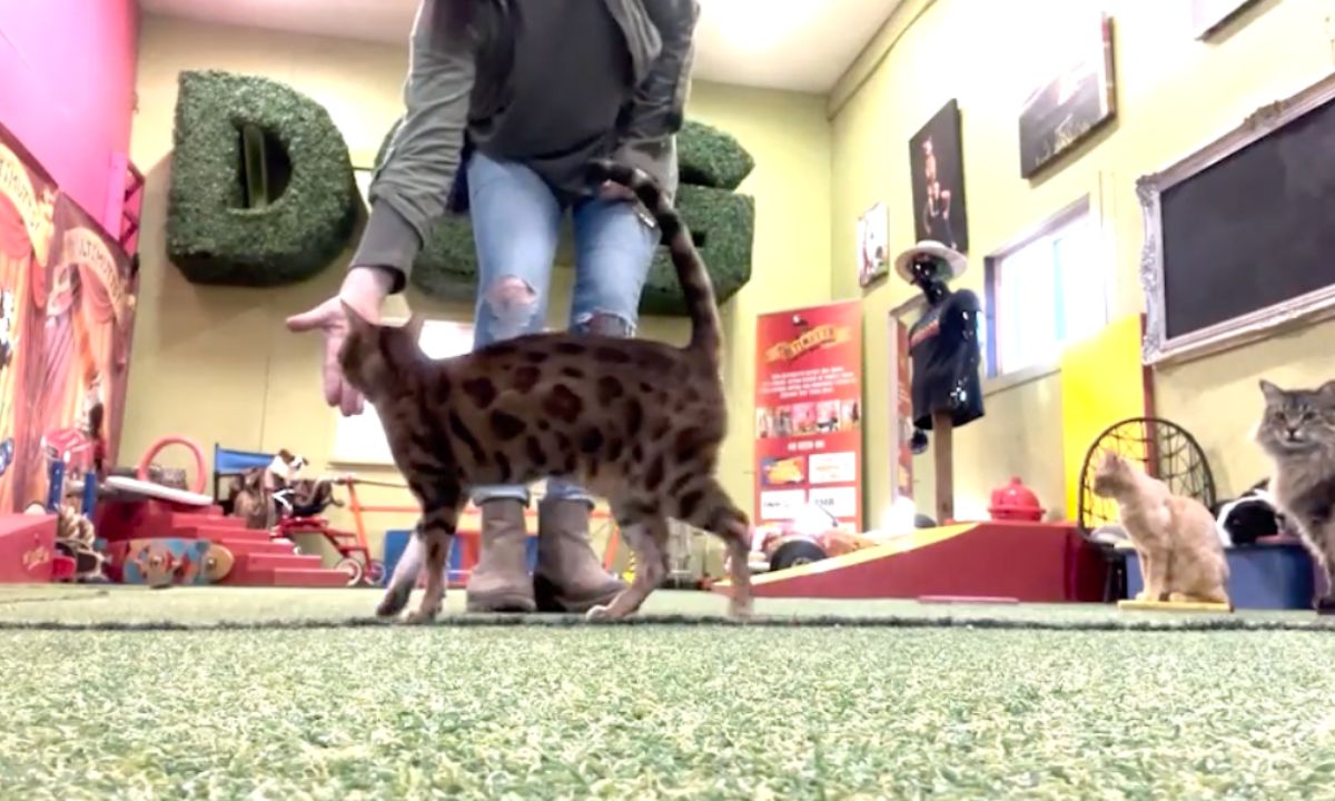 Featured image for “Cat-Alyze Your Trick Training”