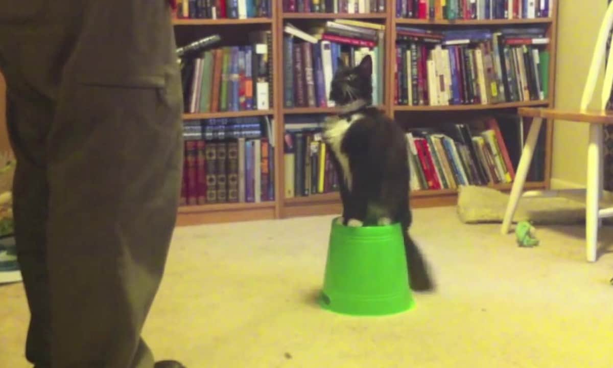 Featured image for “10 Amazing Cat Tricks”