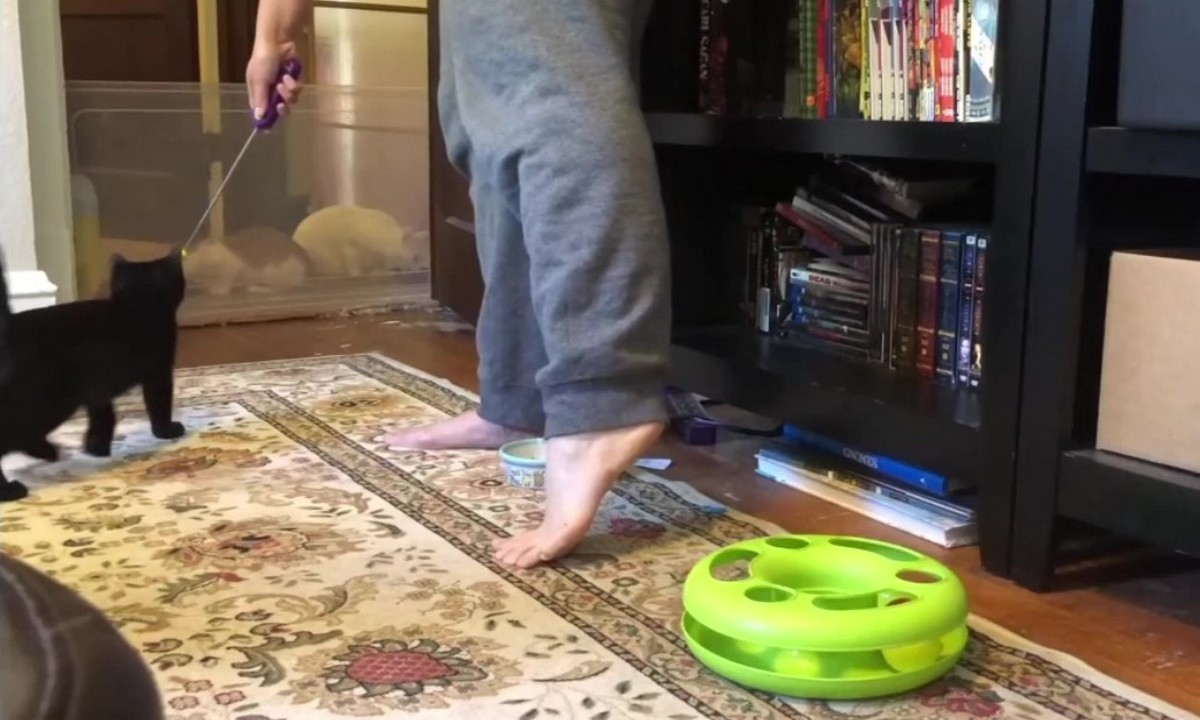 Featured image for “Successful Cat Introductions”