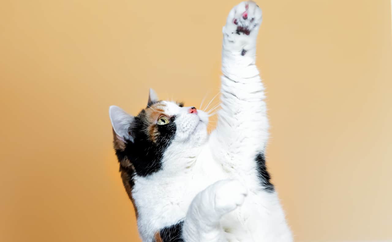 Featured image for “Your Cat Can Do WHAT?”