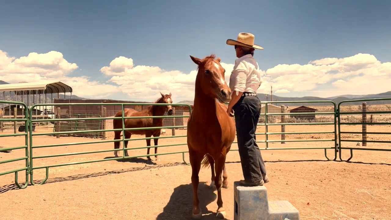 Featured image for “Clicker Training A Horse to Accept Weight”