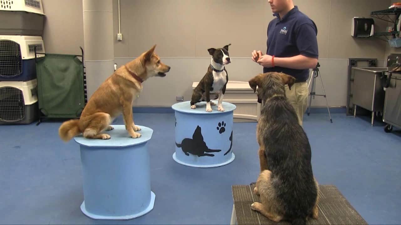 Featured image for “Stationing for Concept Training”