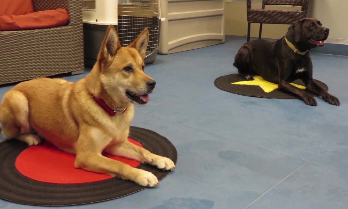 Featured image for “Concept Training: Shape Discrimination”