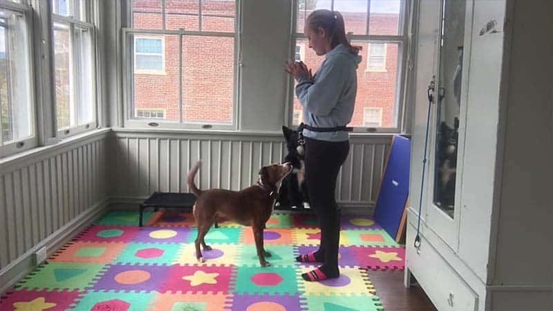 Featured image for “Thinking Outside the Treat Pouch: Secondary Reinforcers”