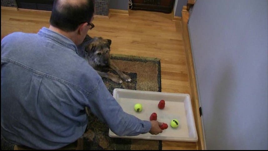 Featured image for “Can Dogs Count?”