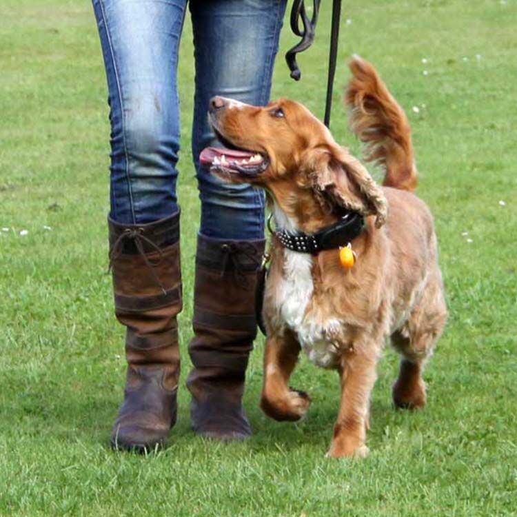 Comprehensive Course