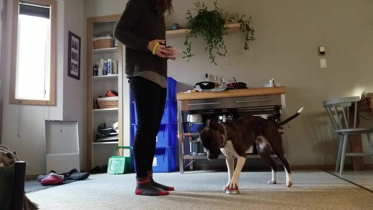 Featured image for “Teach a Paw Target, Part Two: Adding a Cue”