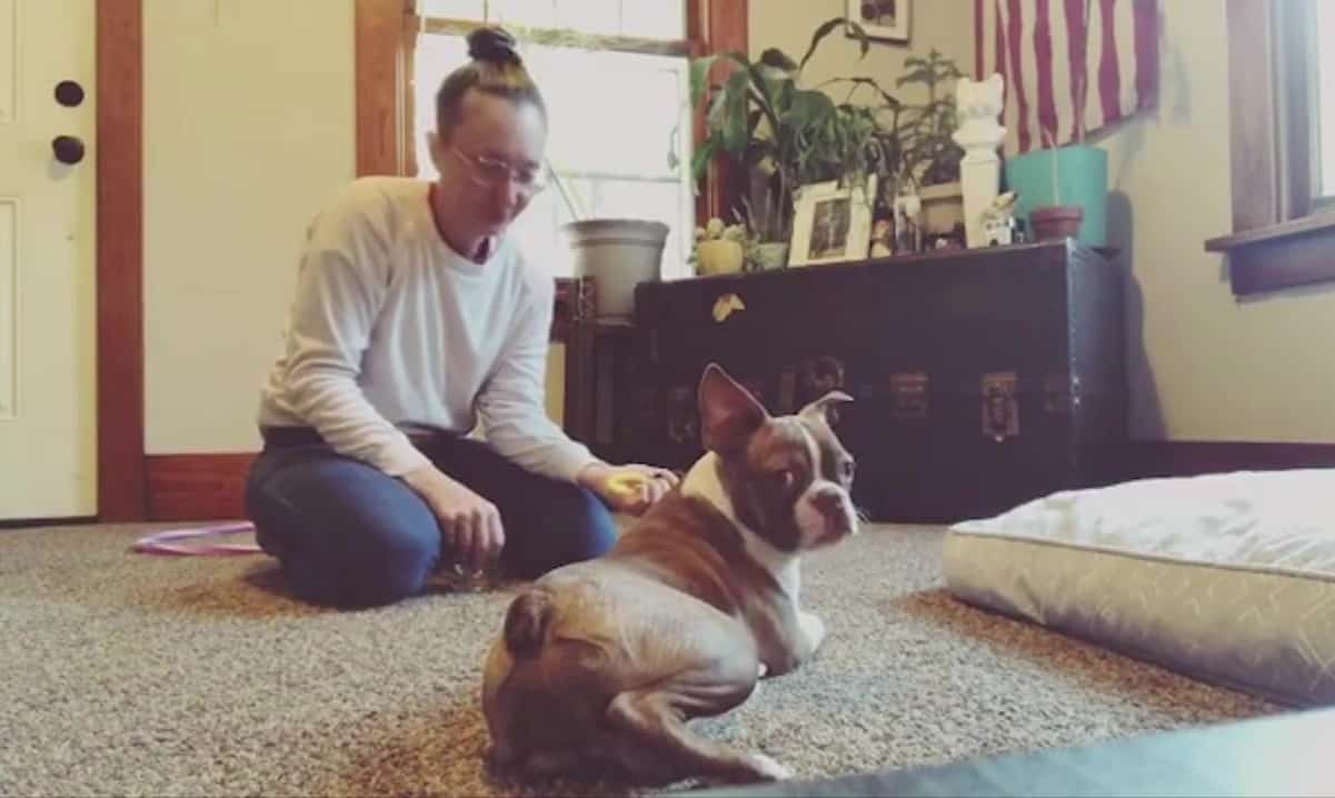 Featured image for “Dog Trainer Foundations Skills in Action!”