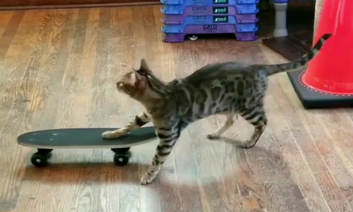 Featured image for “Happy Cat Day: Fun with Shaping”