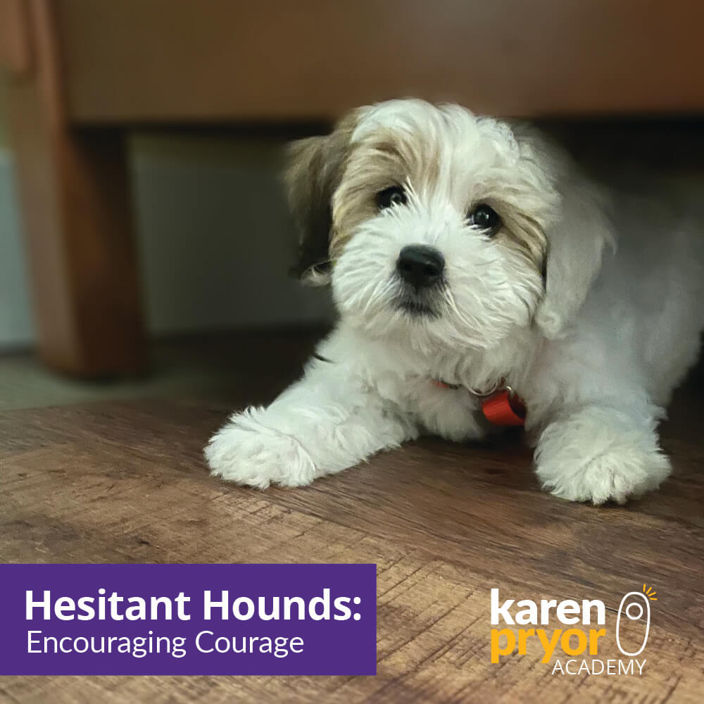 Hesitant Hounds Encouraging Courage
