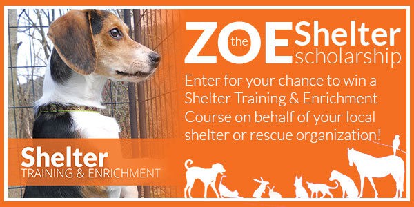 Zoe Shelter Scholarships Available