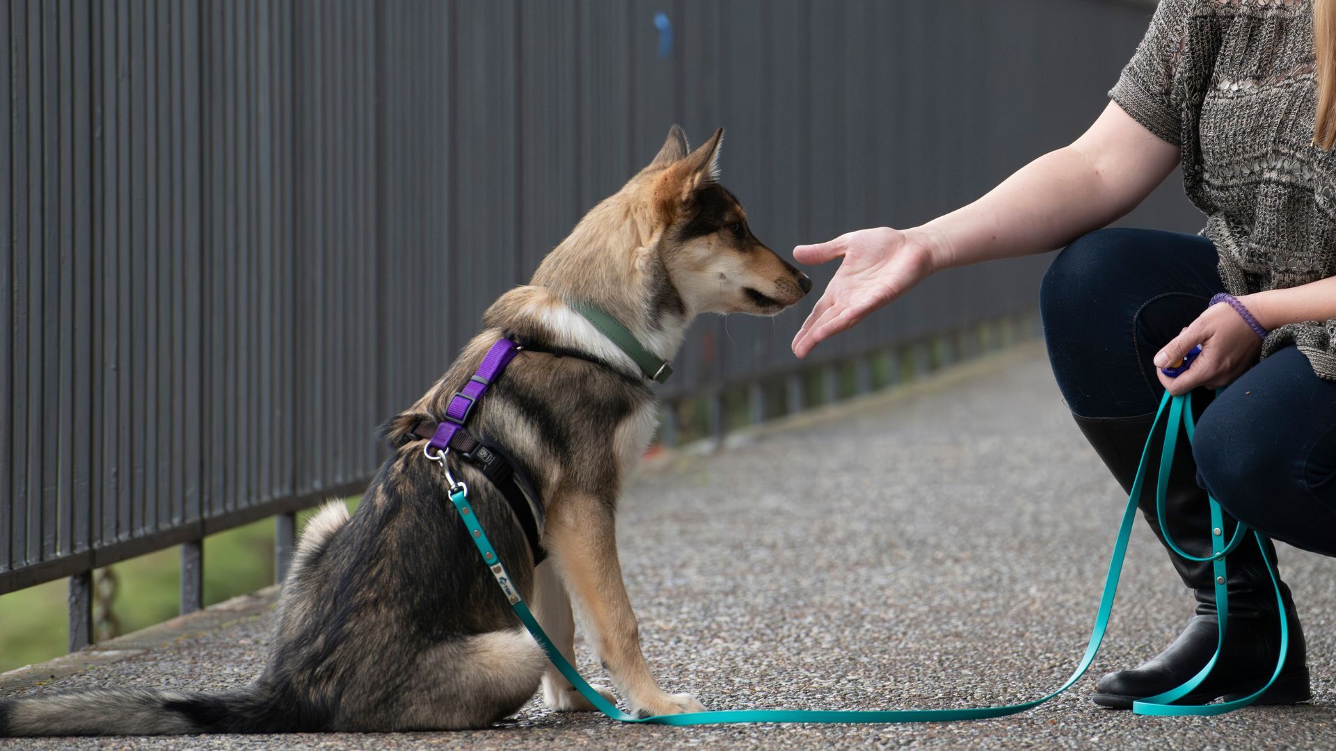 Featured image for “How to Introduce Reactive Dogs to New People Safely”