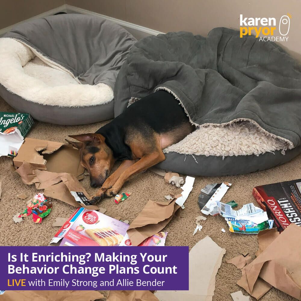 KPA Live Classes Is It Enriching 1000x1000