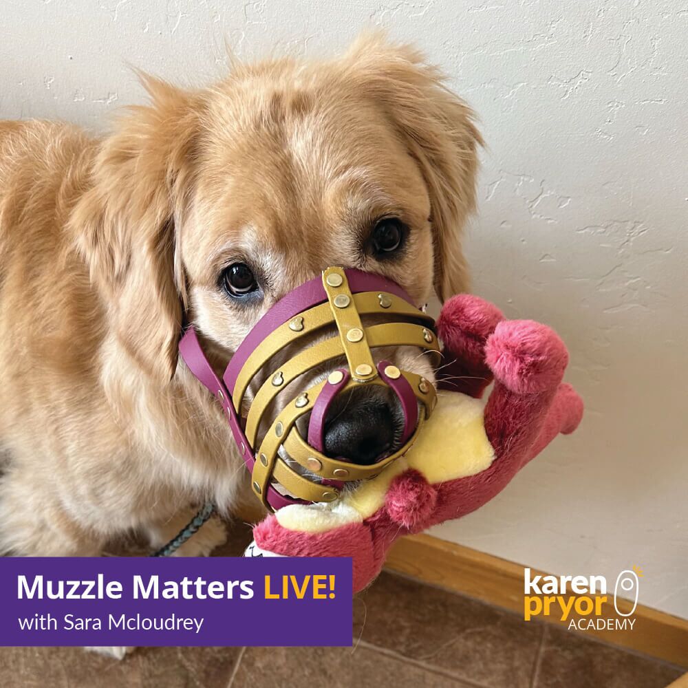 KPA-Live-Classes-Muzzle-Matters 1000x1000