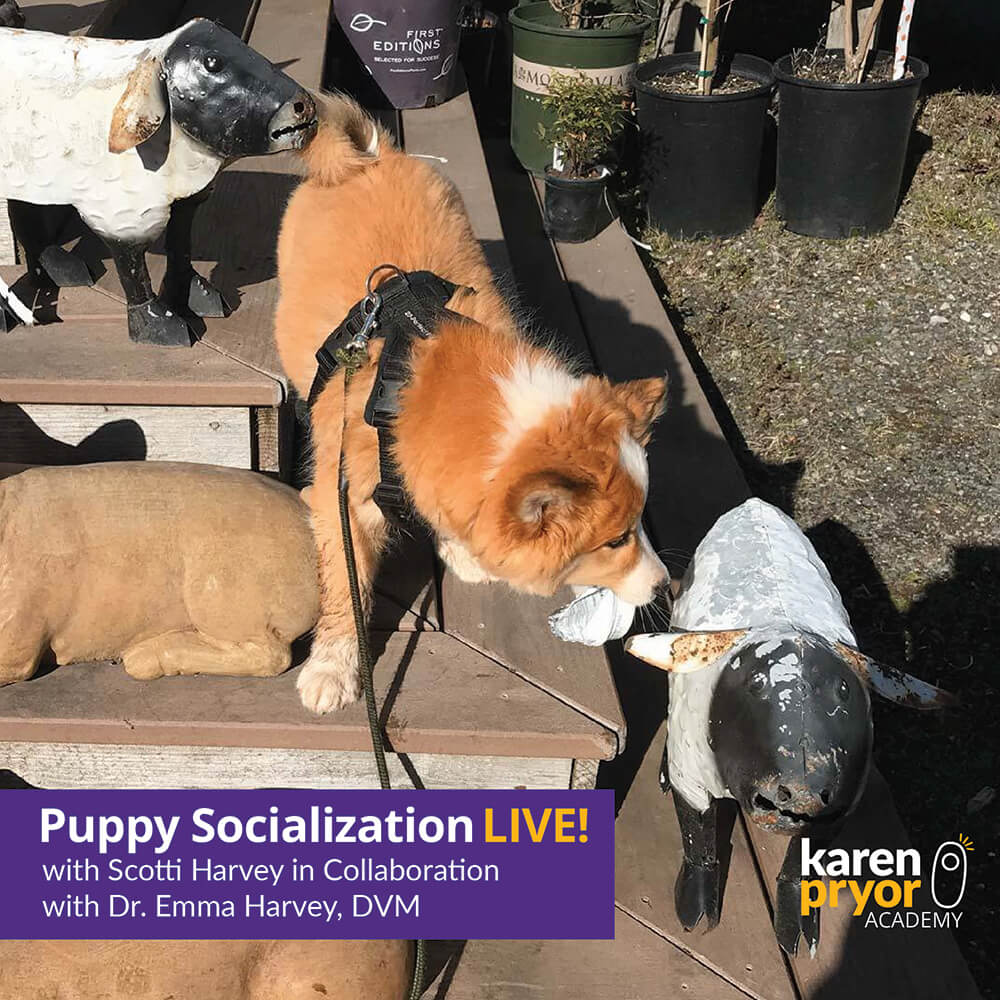 KPA-Live-Classes-Puppy-Socialization-LIVE-with-Scotti-Harvey-1000x1000