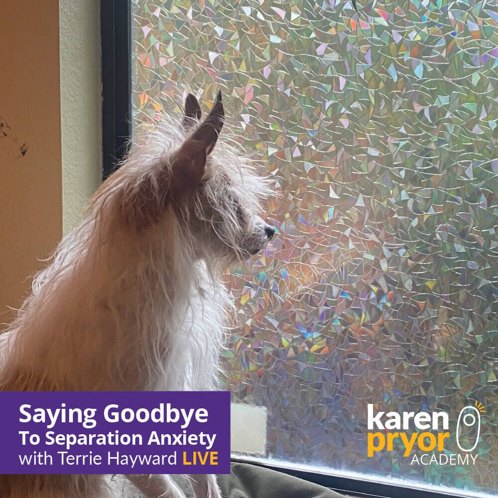KPA Live Classes Saying Goodbye To Separation Anxiety
