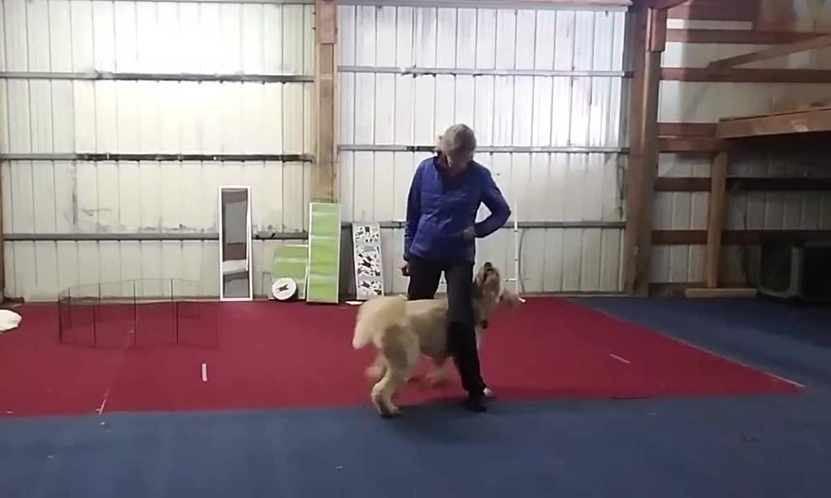 Featured image for “Leg Weaves for Canine Freestye”