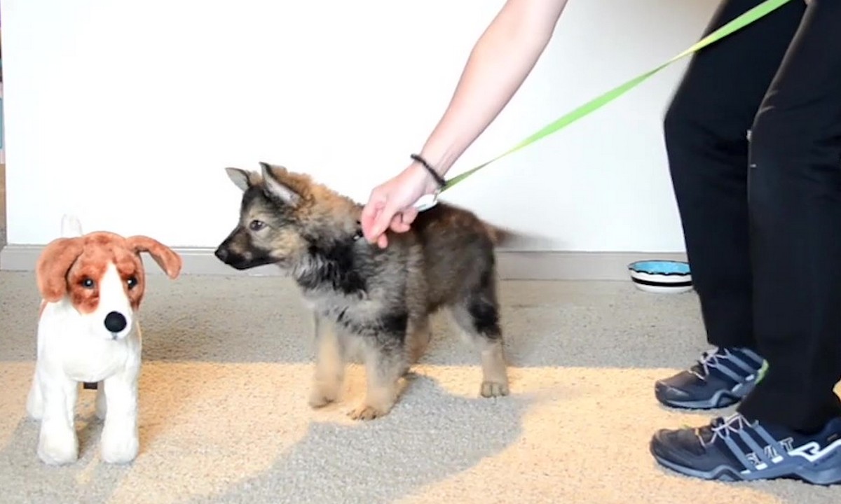 Featured image for “Puppy Socialization from Home: Polite Greetings”